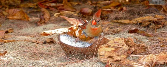 Female Northern Cardinal at Tunnels Beach